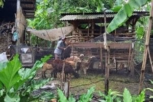 Goats Bring Hope and Livelihood to New Christians in Indonesia - ANM Blog - ANM image_02