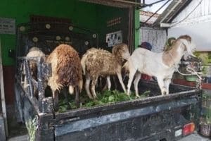 Goats Bring Hope and Livelihood to New Christians in Indonesia - ANM Blog - ANM image_03