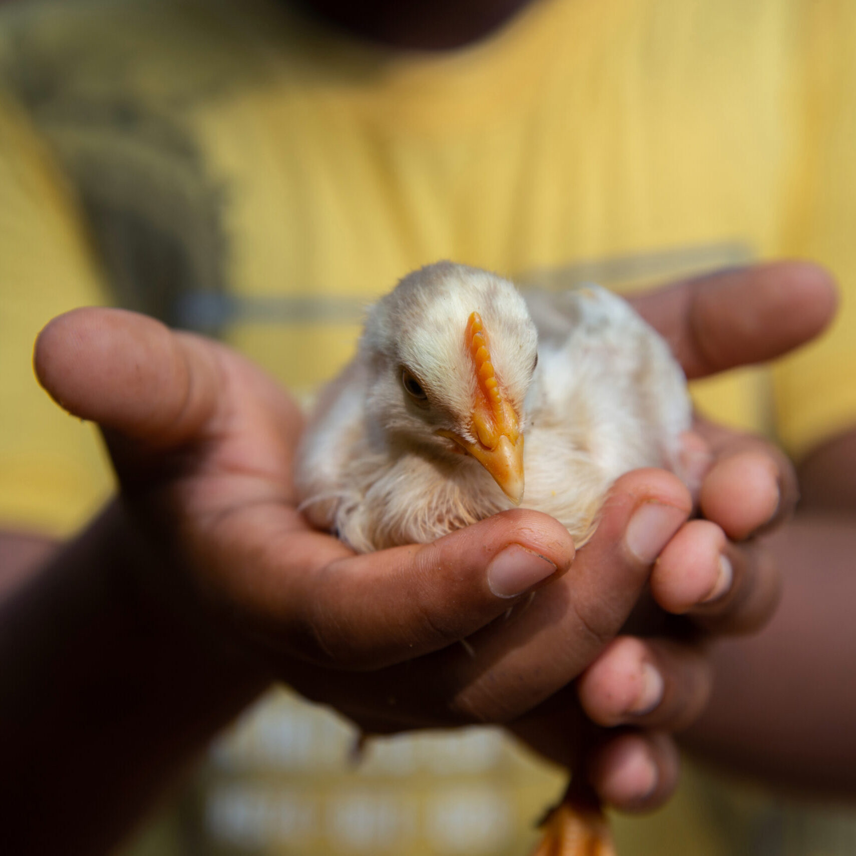 baby chick in a child's hands